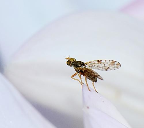 Réf. 262 801 : Dioxyna bidentis